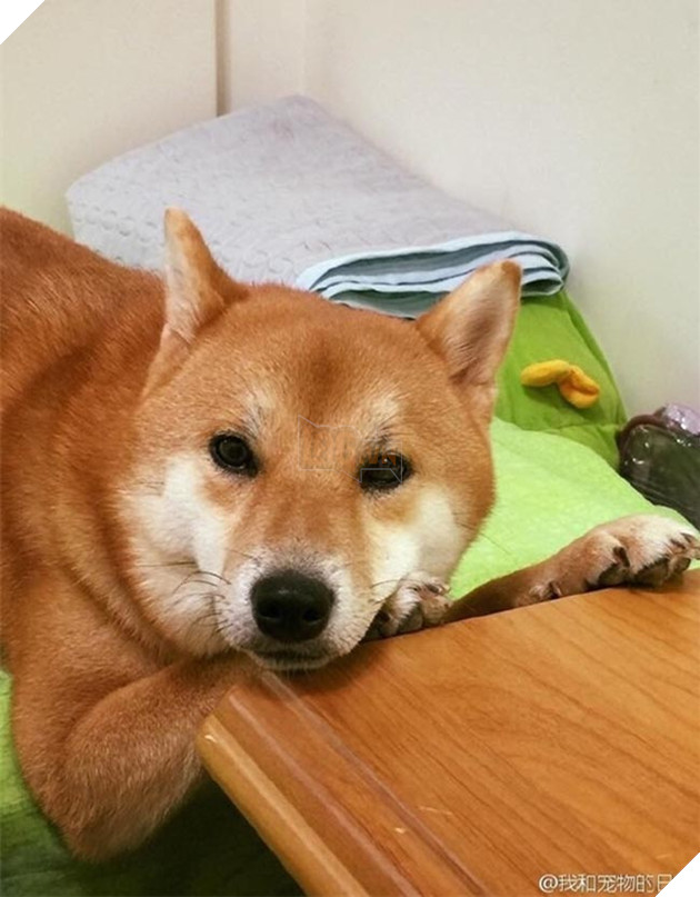 chú chó shiba ngủ gật trong lúc đợi cơm