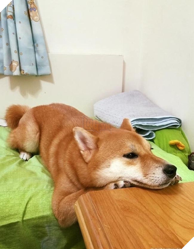 chú chó shiba ngủ gật trong lúc đợi cơm
