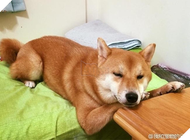 chú chó shiba ngủ gật trong lúc đợi cơm