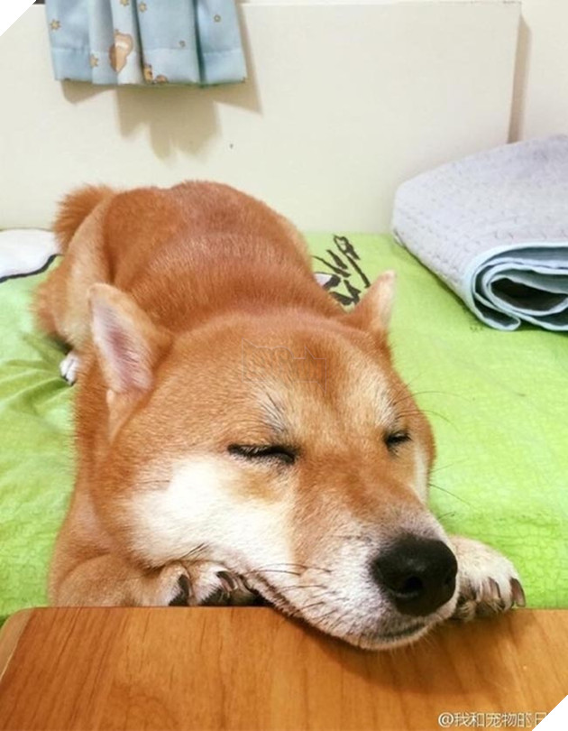 chú chó shiba ngủ gật trong lúc đợi cơm