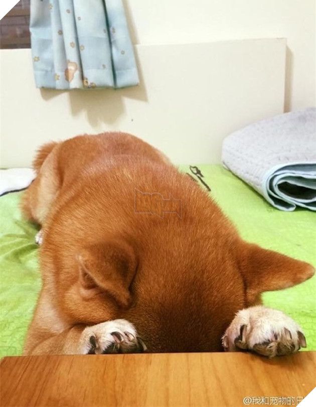 chú chó shiba ngủ gật trong lúc đợi cơm