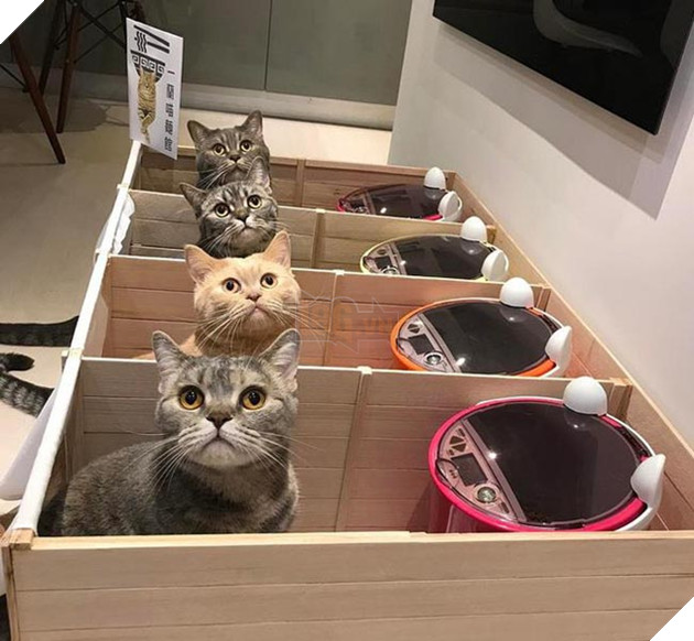 mèo béo đáng yêu