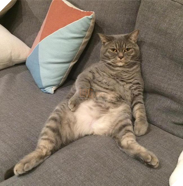 mèo béo đáng yêu