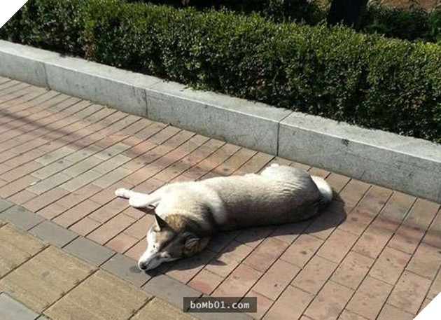 chú chó husky đi xin ăn