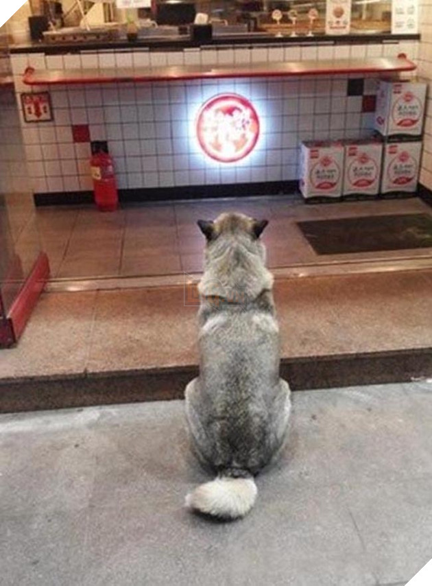 chú chó husky đi xin ăn