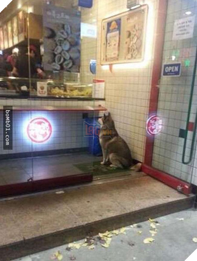 chú chó husky đi xin ăn