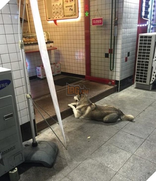 chú chó husky đi xin ăn