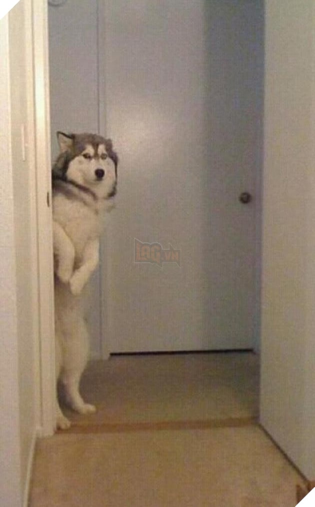chú chó husky đi xin ăn