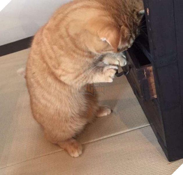 mèo dễ thương bị mất cá khô