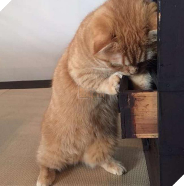 mèo dễ thương bị mất cá khô