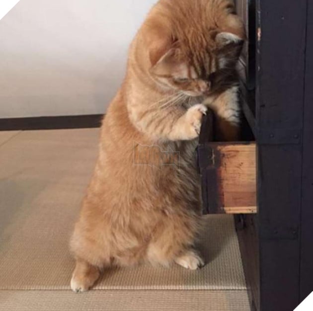 mèo dễ thương bị mất cá khô