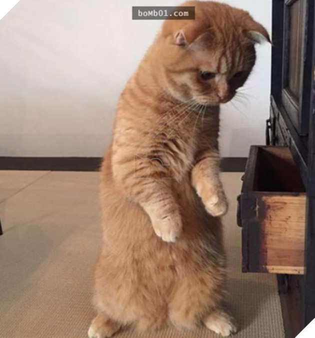 mèo dễ thương bị mất cá khô
