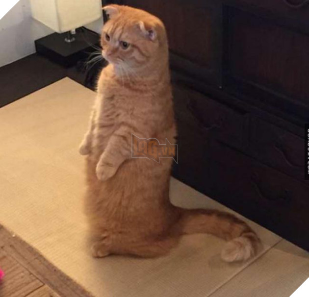 mèo dễ thương bị mất cá khô