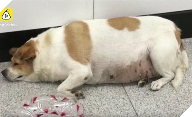chú chó béo lú người