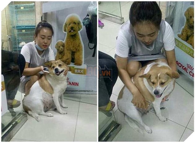 chú chó béo lú người