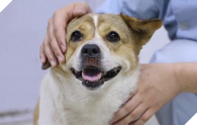 chú chó béo lú người