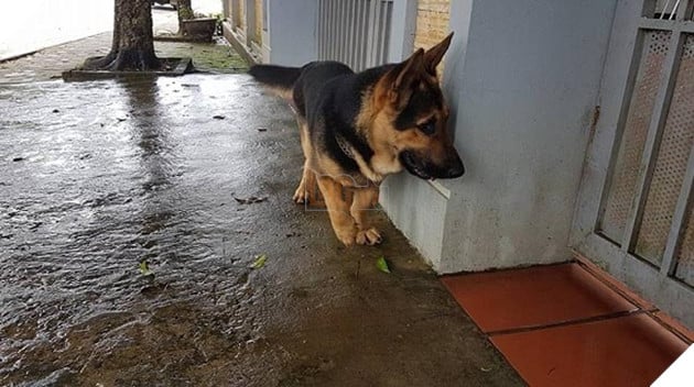 chú chó lùn lai corgi chân ngắn