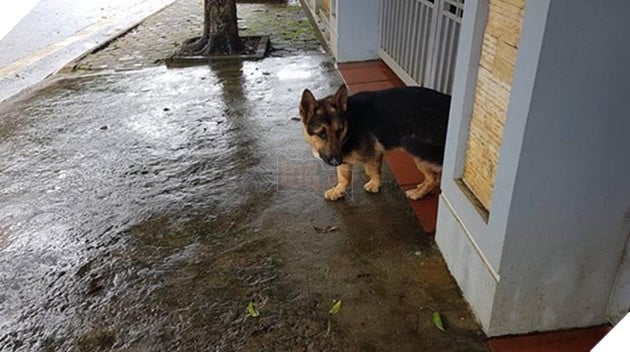 chú chó lùn lai corgi chân ngắn