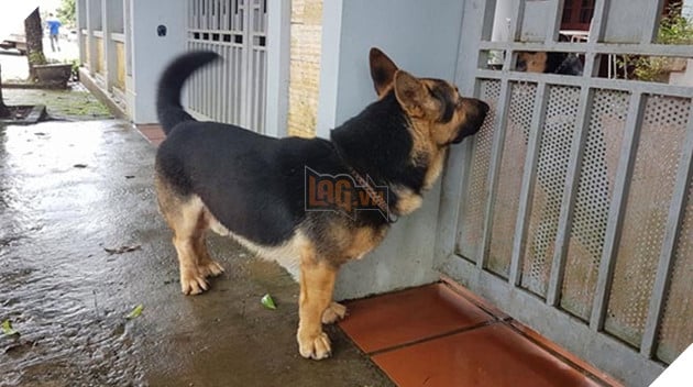 chú chó lùn lai corgi chân ngắn