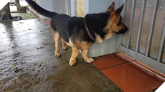 chú chó lùn lai corgi chân ngắn