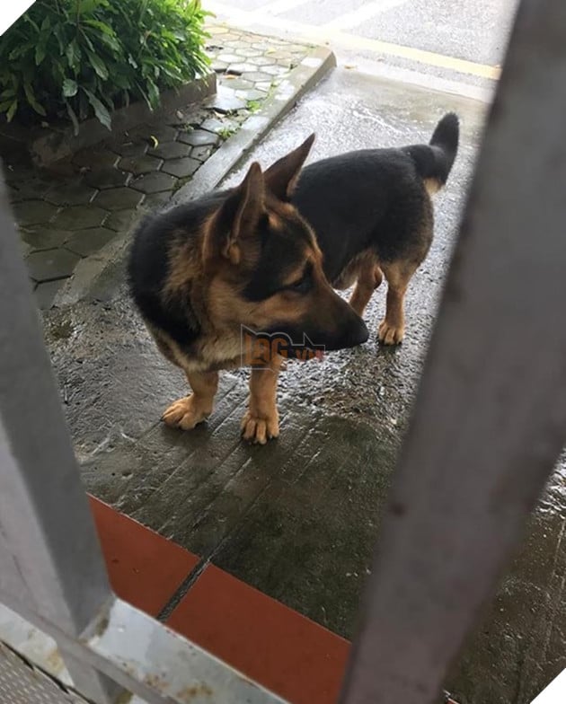 chú chó lùn lai corgi chân ngắn