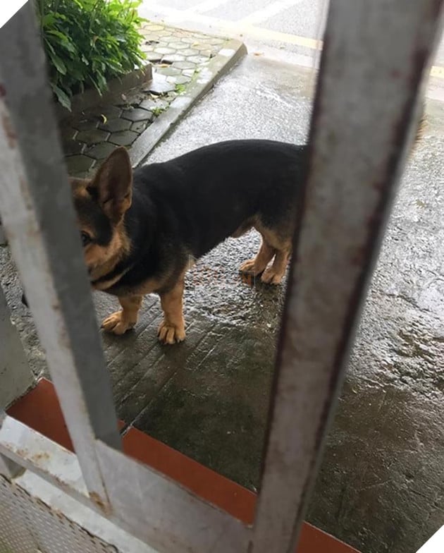 chú chó lùn lai corgi chân ngắn