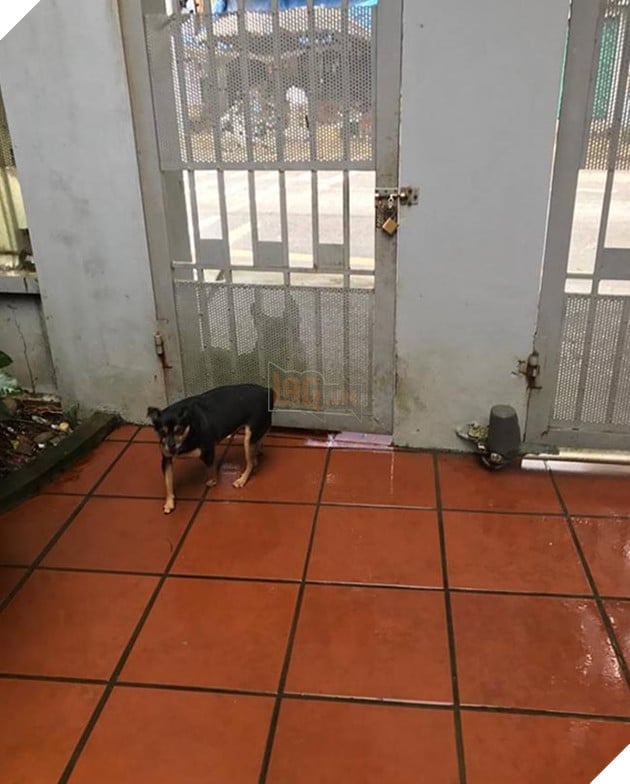 chú chó lùn lai corgi chân ngắn