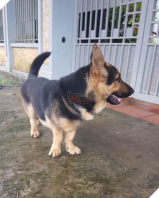 chú chó lùn lai corgi chân ngắn