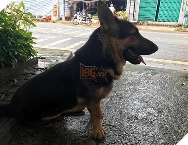 chú chó lùn lai corgi chân ngắn