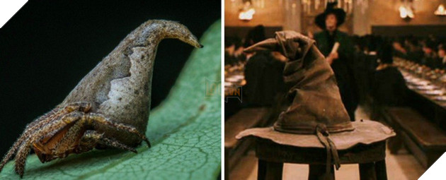 Loài nhện Eriovixia gryffindori giống y hệt chiếc mũ ma thuật tại trường Hogwarts.