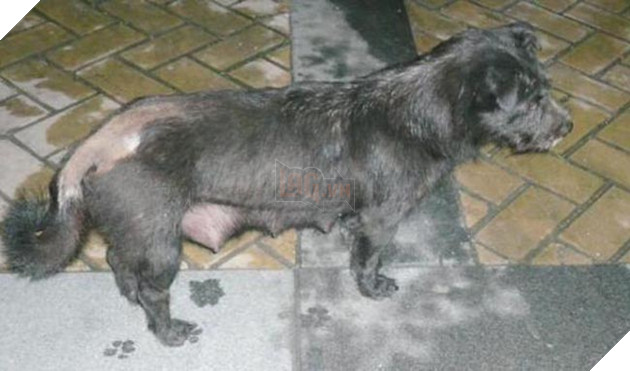 chó mẹ tốt bụng nuôi mèo con