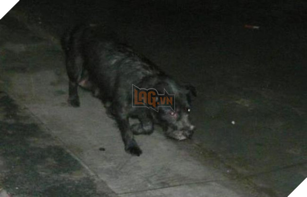 chó mẹ tốt bụng nuôi mèo con