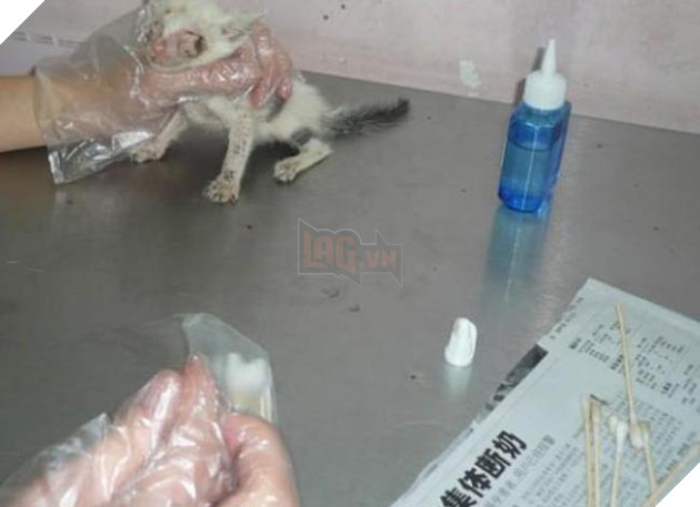 chó mẹ tốt bụng nuôi mèo con