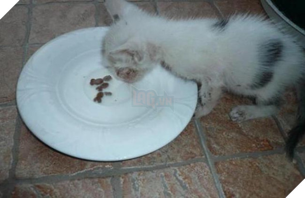 chó mẹ tốt bụng nuôi mèo con