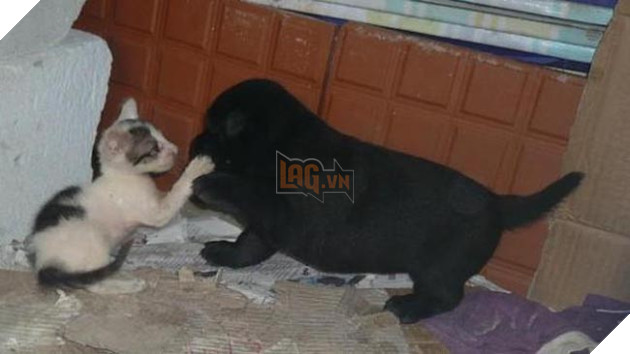 chó mẹ tốt bụng nuôi mèo con