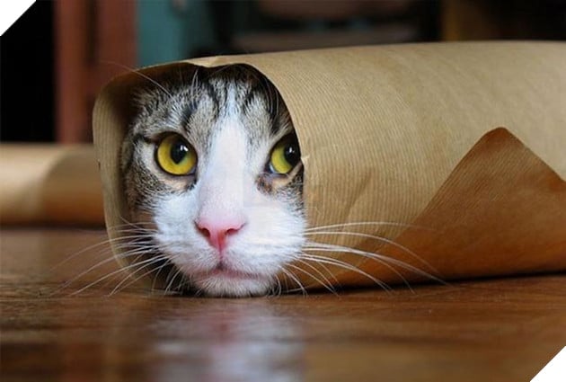 mèo đáng yêu