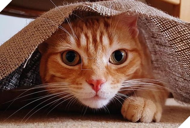 mèo đáng yêu