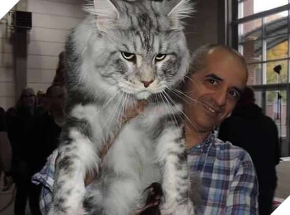 big fluffy and definitely adorable maine coon cat 10 pictures 1