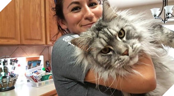 big fluffy and definitely adorable maine coon cat 10 pictures 10