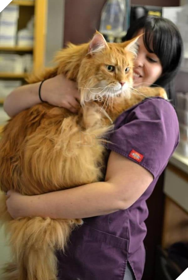 big fluffy and definitely adorable maine coon cat 10 pictures 2