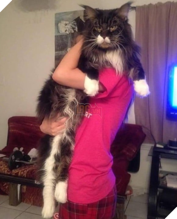 big fluffy and definitely adorable maine coon cat 10 pictures 3