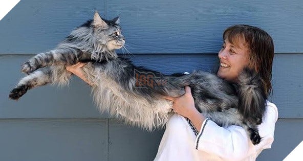 big fluffy and definitely adorable maine coon cat 10 pictures 4