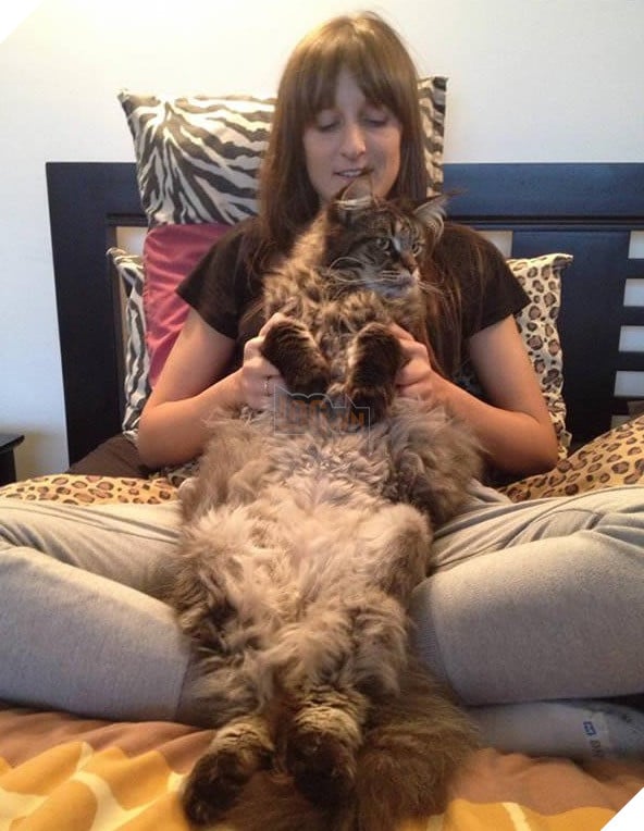 big fluffy and definitely adorable maine coon cat 10 pictures 5