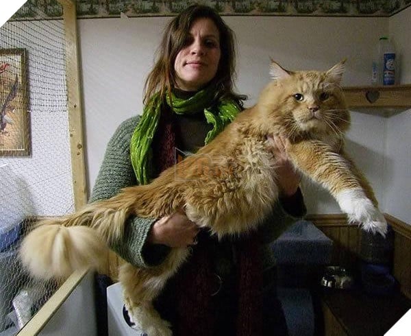 big fluffy and definitely adorable maine coon cat 10 pictures 6