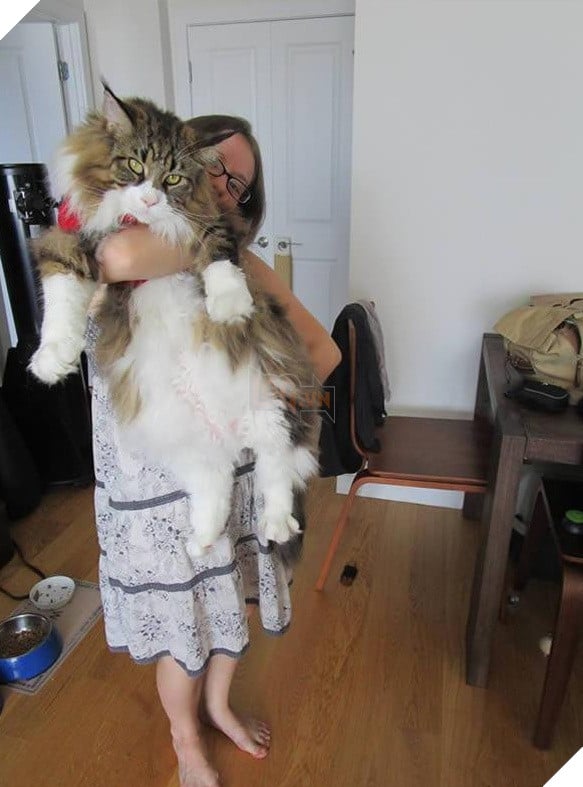 big fluffy and definitely adorable maine coon cat 10 pictures 7
