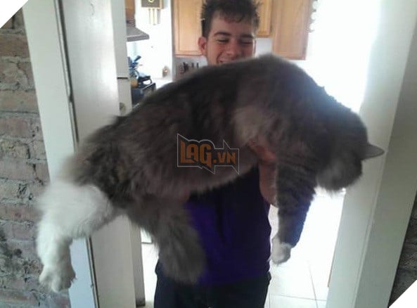 big fluffy and definitely adorable maine coon cat 10 pictures 8