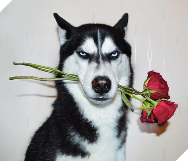 chú chó husky có khuôn mặt khinh bỉ cả thế giới