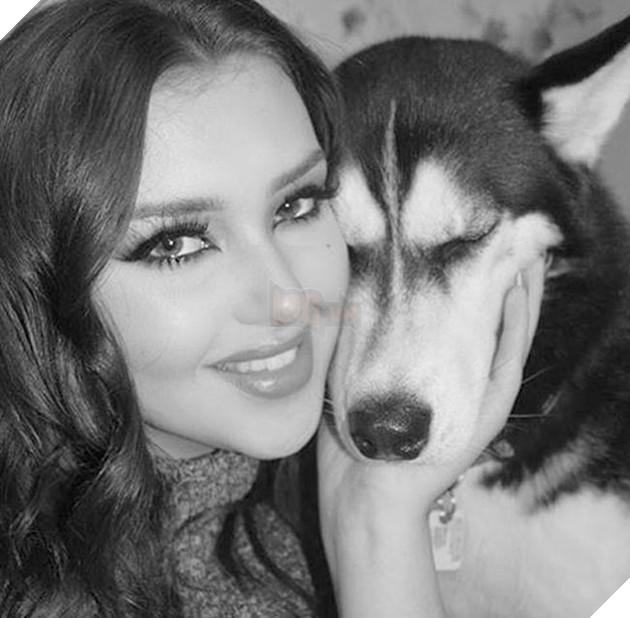 chú chó husky có khuôn mặt khinh bỉ cả thế giới