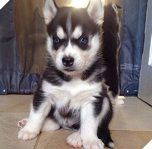 chú chó husky có khuôn mặt khinh bỉ cả thế giới
