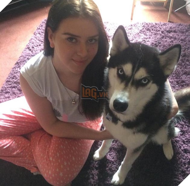 chú chó husky có khuôn mặt khinh bỉ cả thế giới